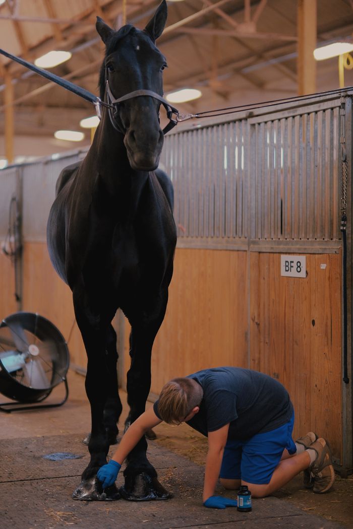 service-02 Farrier kneeling while trimming the hooves of a black horse in a stable.