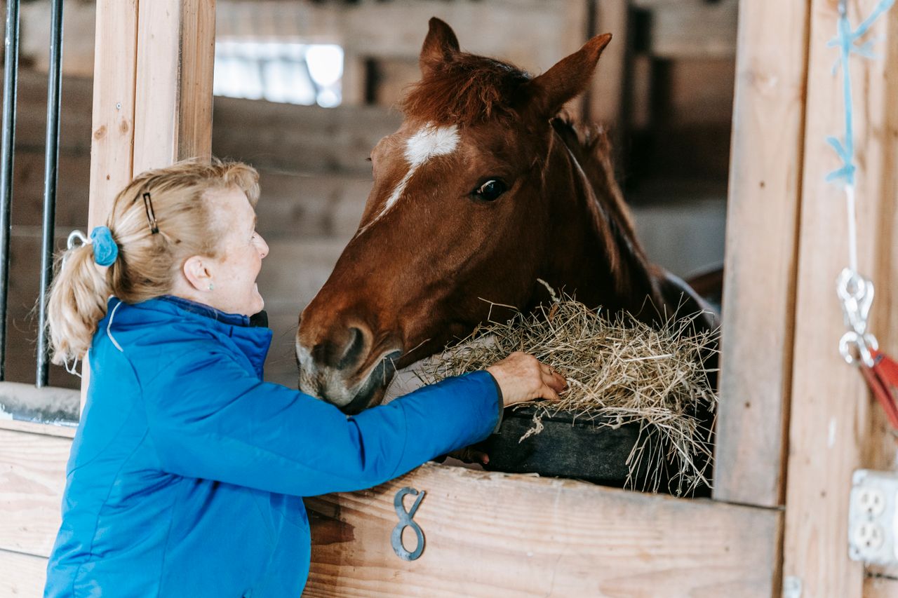 A woman in a blue jacket feeds hay to a brown horse inside a stable.